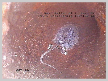 csm_CANSAN_-_Ratte_im_Rohr_7588d2fcc0