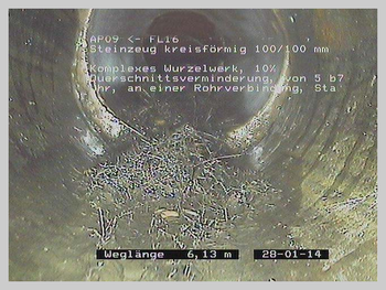 csm_CANSAN_-_komplexes_wurzelwerk_06cd671a8b